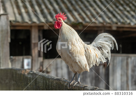 Rooster crowing in a barnyard on an educational farm. Rooster crowing in a barnyard on an educational farm. 88310316