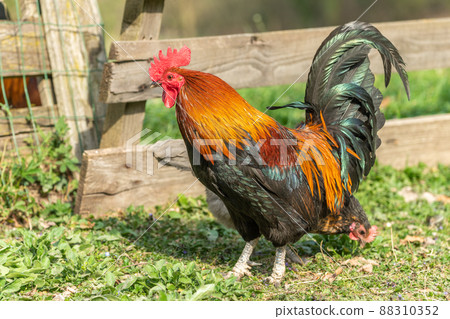 Farmyard rooster on an educational farm. Farmyard rooster on an educational farm. 88310352