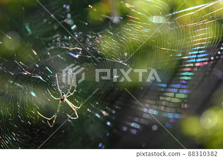 Rainbow-colored spider web 88310382