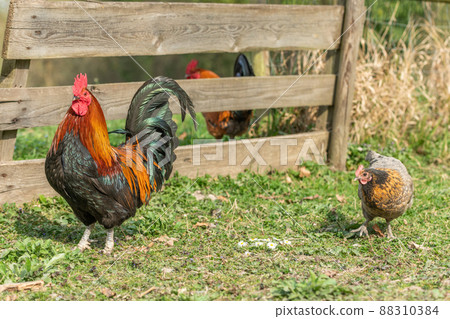 Farmyard rooster and hens on an educational farm. 88310384