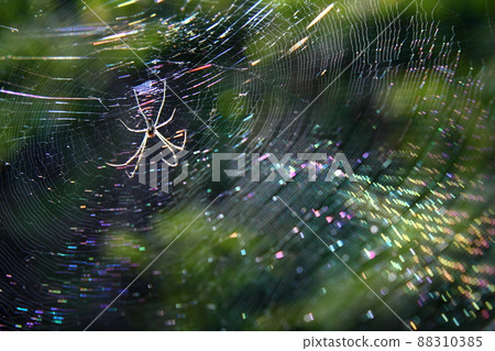 Rainbow-colored spider web 88310385