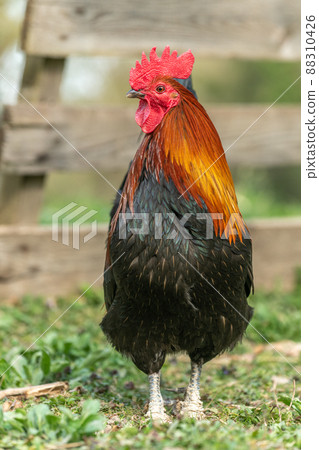 Farmyard rooster on an educational farm. Farmyard rooster on an educational farm. 88310426