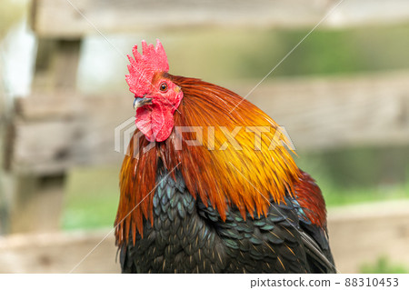 Portrait of a farmyard rooster on an educational farm. 88310453