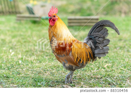 Farmyard rooster on an educational farm. Farmyard rooster on an educational farm. 88310456