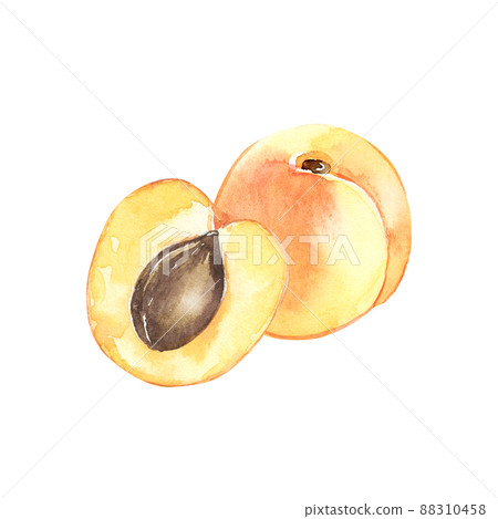 Watercolor illustrated apricots 88310458