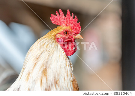 Portrait of a farmyard rooster on an educational farm. 88310464