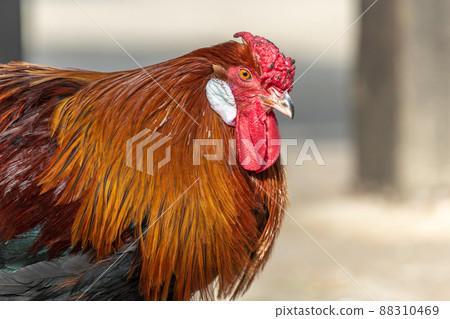 Portrait of a farmyard rooster on an educational farm. Portrait of a farmyard rooster on an educational farm. 88310469