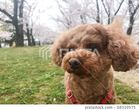 玩具貴賓犬盛開,背景是櫻花 玩具貴賓犬盛開,背景是櫻花 88310575