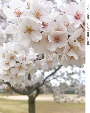 落合公園盛開的吉野櫻花樹 落合公園盛開的吉野櫻花樹 88310579