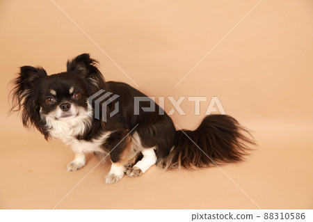 黑色和棕褐色長外套吉娃娃，左後腿有繃帶 88310586