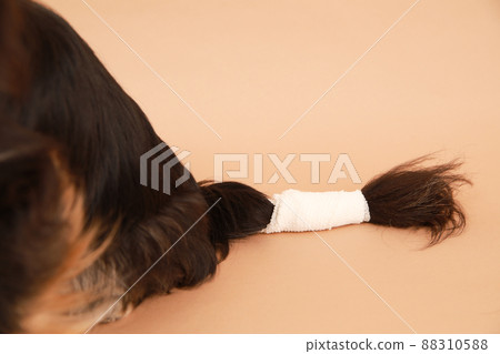 黑色和棕褐色長外套吉娃娃,尾巴上有繃帶 黑色和棕褐色長外套吉娃娃,尾巴上有繃帶 88310588