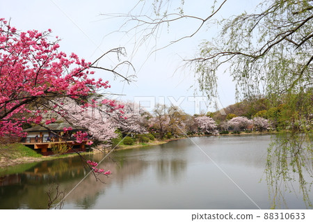 櫻花盛開的神奈川縣立三池公園 88310633
