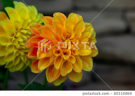 Double-flowered dahlia 88310869