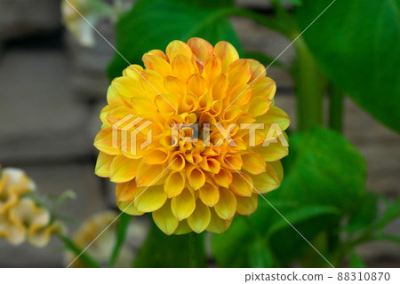Double-flowered dahlia 88310870