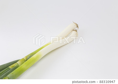 白洋蔥 白洋蔥 88310947