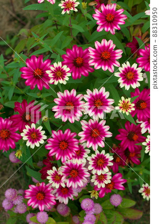 Colorful zinnia profusion Colorful zinnia profusion 88310950