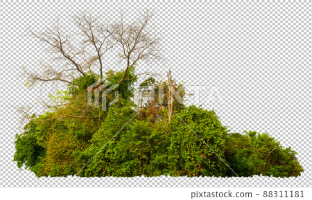 High resolution forest cape take by panorama technique for shape and detail, cut out forest from original background and replacement new background with clippings path or selection inside 88311181