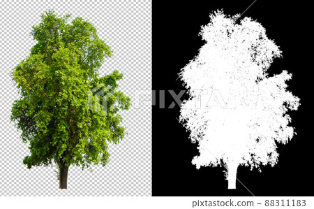 Tree cut out from original background, transparent background picture with clippings path and alpha channel for brush 88311183