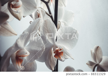 White orchid flowers on white background, close up. Phalaenopsis orchid background for poster, calendar, post, screensaver, wallpaper, postcard, banner, cover, website. A place for your design or text White orchid flowers on white background, close up. Phalaenopsis orchid background for poster, calendar, post, screensaver, wallpaper, postcard, banner, cover, website. A place for your design or text 88311329