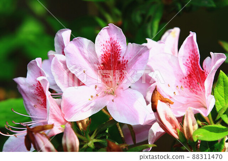 睿山紅、山石榴、山杜鵑、寶春花、清明花 88311470