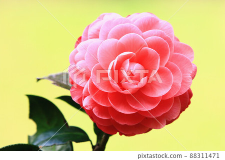 blooming red camellia blooming red camellia 88311471