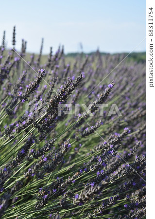 菅野農場薰衣草 88311754