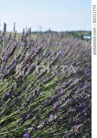 菅野農場薰衣草 88311755