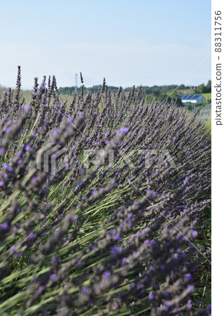 菅野農場薰衣草 88311756