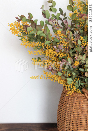 Mimosa and eucalyptus Mimosa and eucalyptus 88311888