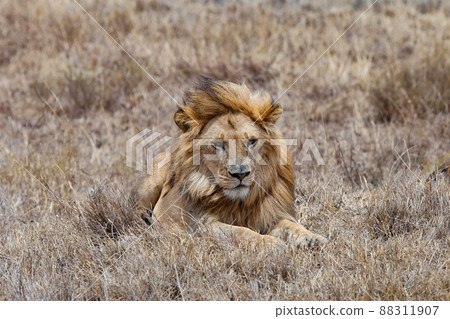 Big adult male lion in savannah dry grass watching 88311907