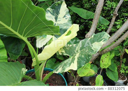 Alocasia, Alocasia macrorrhizos or Alocasia plant or dot alocasia. Alocasia, Alocasia macrorrhizos or Alocasia plant or dot alocasia. 88312075