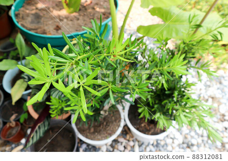 Podocarpus polystachyus, Sea Teak or Jati Laut or PODOCARPACEAE. Podocarpus polystachyus, Sea Teak or Jati Laut or PODOCARPACEAE. 88312081