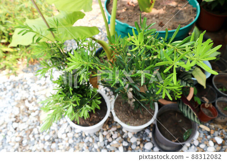 Podocarpus polystachyus, Sea Teak or Jati Laut or PODOCARPACEAE. 88312082