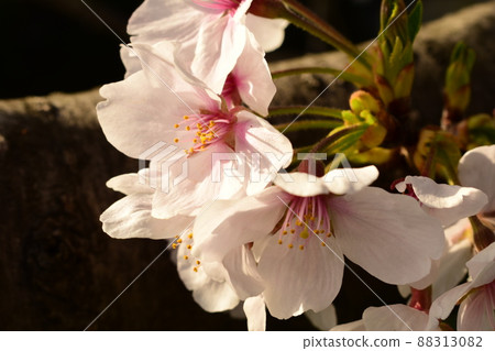 Cherry Blossom Cherry Blossom 88313082