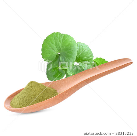 Dried gotu kola leaf powder (Asiatica centella) in wooden spoon and fresh green leaves isolated on white background 88313232