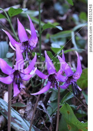 erythronium的開花 erythronium的開花 88313248