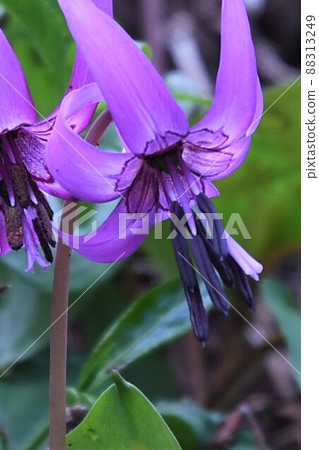 erythronium的開花 88313249