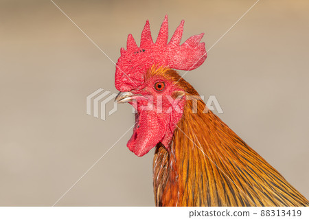 Portrait of a farmyard rooster on an educational farm. Portrait of a farmyard rooster on an educational farm. 88313419