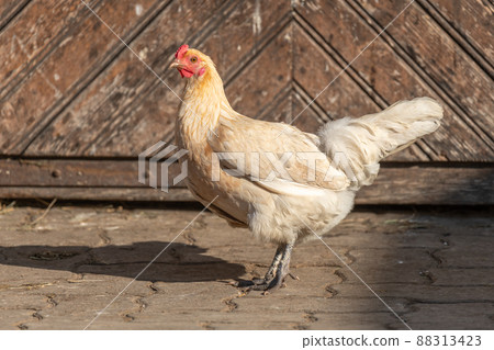 Hen on an educational farm. Hen on an educational farm. 88313423