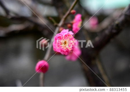 2022 red plum 2022 red plum 88313455