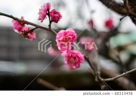 2022 red plum 2022 red plum 88313456