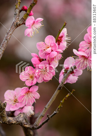 2022 大阪城梅林道部 88313607