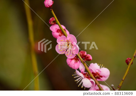 2022 Osaka Castle Umebayashi Michibe 88313609