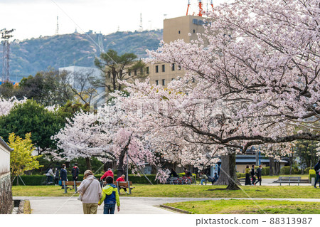 [春天] 德島中央公園的櫻花 88313987
