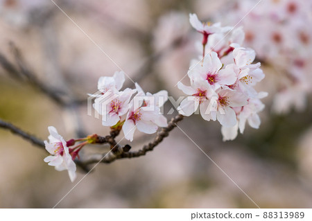 [春天] 德島中央公園的櫻花 88313989
