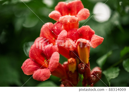 Beautiful red flowers of the trumpet vine or trumpet creeper Campsis radicans. Chinese Trumpet Creeper branches 88314009
