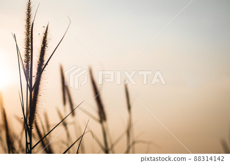 Wild Grass Silhouette against Golden. Beautiful autumn season background wild grass with sunset and blue sky in fall. Spikelet in the field at sunset. The texture of grass at sunset. Wild Grass Silhouette against Golden. Beautiful autumn season background wild grass with sunset and blue sky in fall. Spikelet in the field at sunset. The texture of grass at sunset. 88314142
