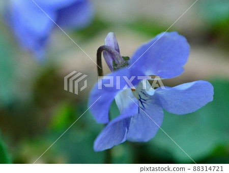 我在春天的田野裡發現了一朵紫羅蘭 88314721