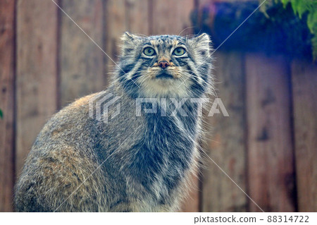 The sharp eyes of the oldest species of the cat family, "Pallas's cat" 88314722