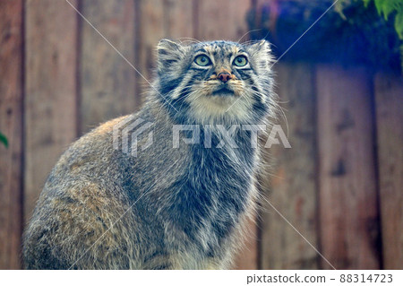 The sharp eyes of the oldest species of the cat family, "Pallas's cat" 88314723